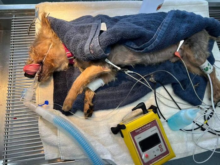 Yorkie descuidado sedado en la mesa del veterinario envuelto en toallas, tubo de respiración y vías intravenosas conectadas para un cambio de imagen