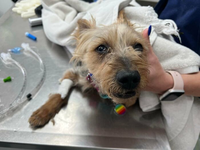 Cambio de imagen de Yorkie descuidado: pequeño Yorkie rescatado en la mesa de la clínica con una mano cariñosa, una etiqueta de arcoíris y una venda intravenosa