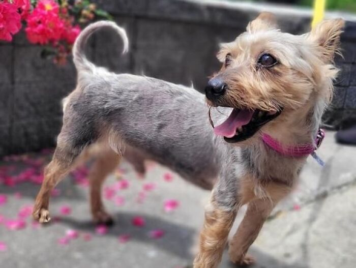 Yorkie descuidado después de un cambio de imagen milagroso, un perro pequeño feliz y arreglado con collar rosa parado en la acera cerca de flores
