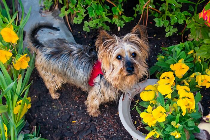 Yorkie descuidado con arnés rojo parado entre flores amarillas en un jardín, cara limpia y abrigo recortado