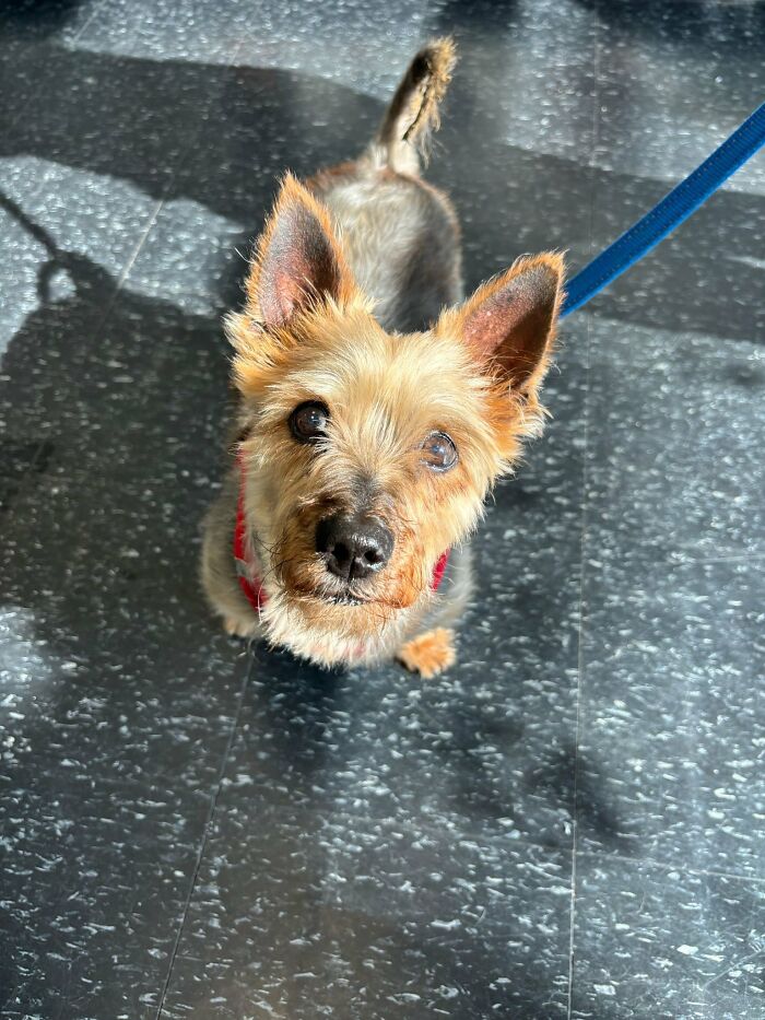 Cambio de imagen de Yorkie: pequeño Yorkie rescatado con correa azul mirando hacia la luz del sol en el suelo moteado