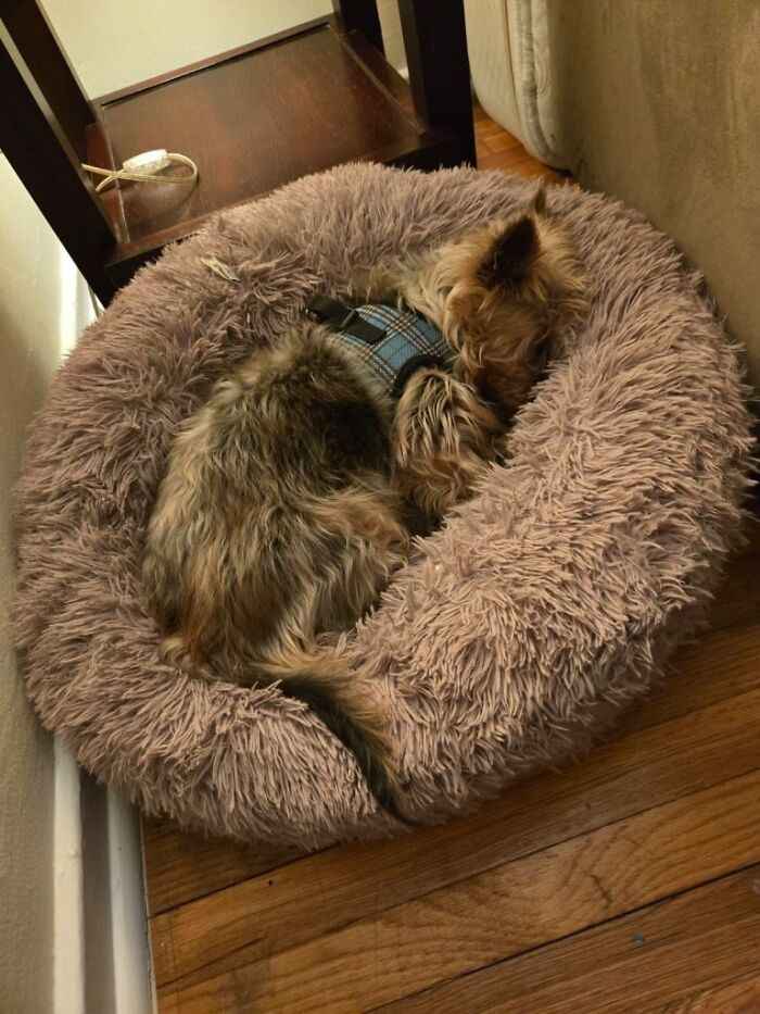 Yorkie descuidado durmiendo acurrucado en una cama lujosa usando un arnés de cuadros azules después del cambio de imagen