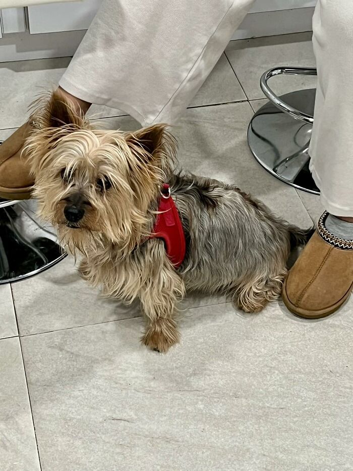 Yorkie descuidado con arnés rojo sentado en el suelo de baldosas entre los pies del propietario