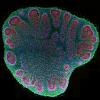 Corte transversal de un organoide cerebral de dos meses de edad observado bajo un microscopio de fluorescencia.