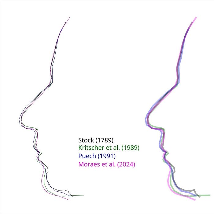 Dibujos lineales de perfil lateral de escáneres de cráneo que comparan reconstrucciones faciales de Mozart, Bach y Beethoven realizadas por diferentes científicos.