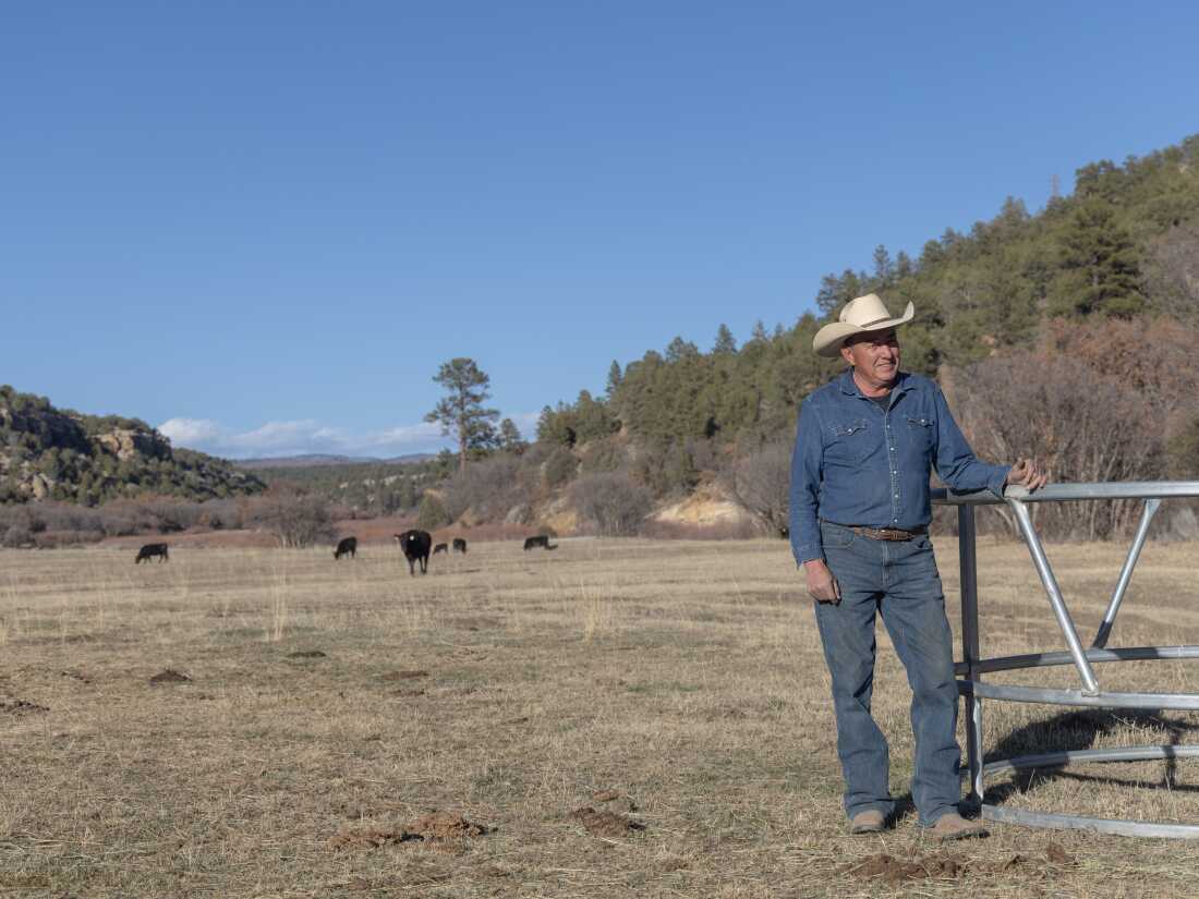 Norman Vigil con su ganado en su rancho en Canjilon, Nuevo México (justo al norte de Ghost Ranch) el 11 de marzo de 2026. Vigil alquila derechos de pastoreo a Ghost Ranch y cría su ganado en Ghost Ranch durante parte del año.