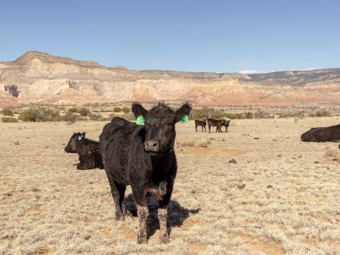 Ganado en Ghost Ranch, cerca de Abiquiu, Nuevo México, el 11 de marzo de 2026. Varios ganaderos locales alquilan derechos de pastoreo a Ghost Ranch.