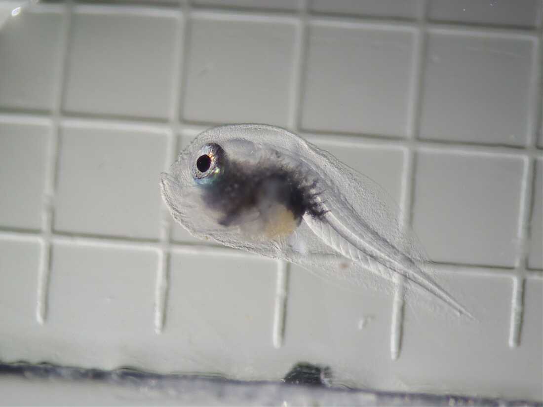 Una larva de pez sapo verrugosa