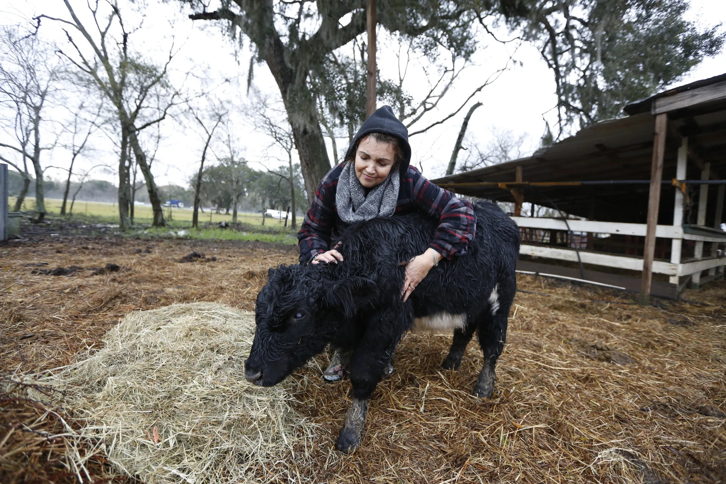 Una mujer acariciando a una vaca que está parada sobre un lecho de heno al aire libre. 